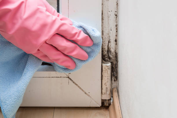 Mold Documentation for Insurance Claims in Colonia, NJ